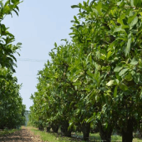 有機肥分幾類？