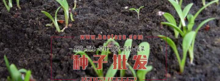 開始發(fā)芽了