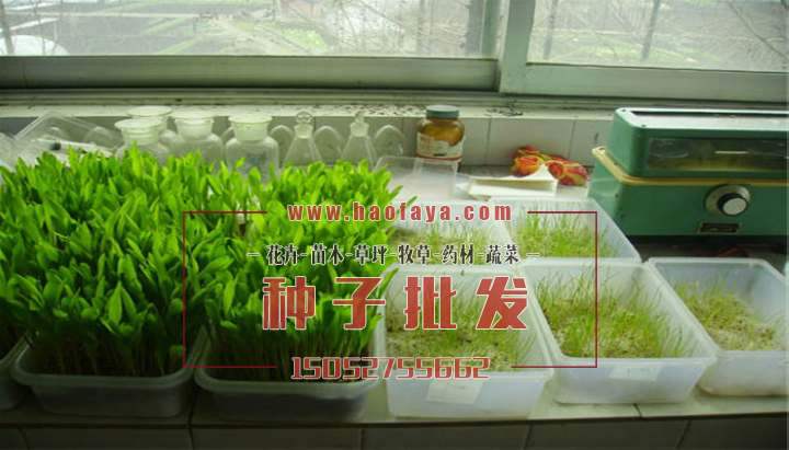 發(fā)芽率測試