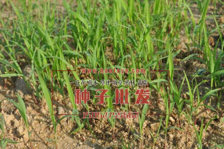 發(fā)芽率很理想