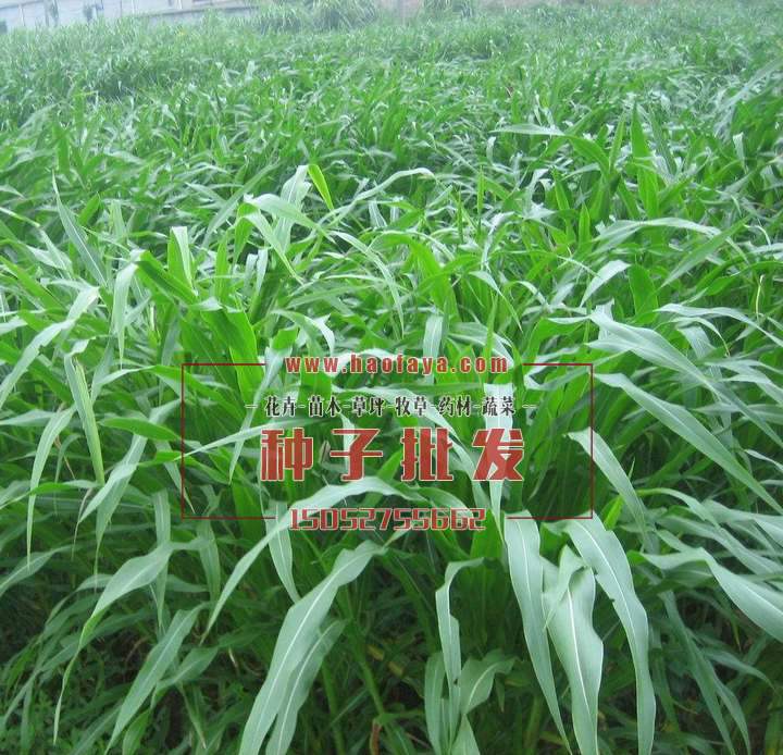 生長態(tài)勢很好