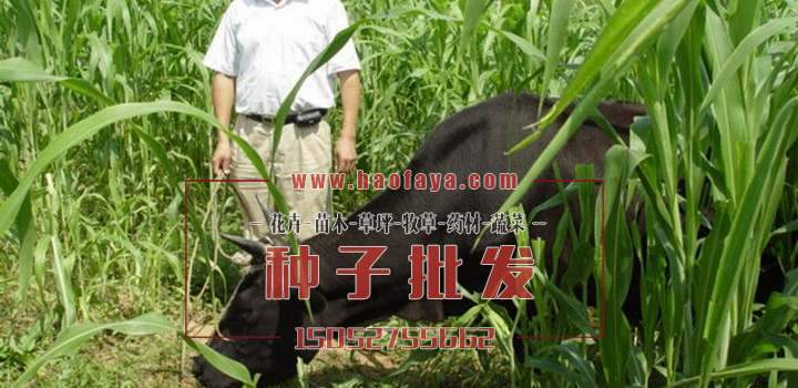 牛很喜歡吃的牧草