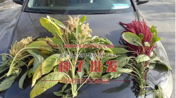 收獲的美國籽粒莧