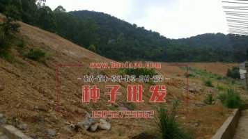 山體邊坡草坪復(fù)綠工程案例