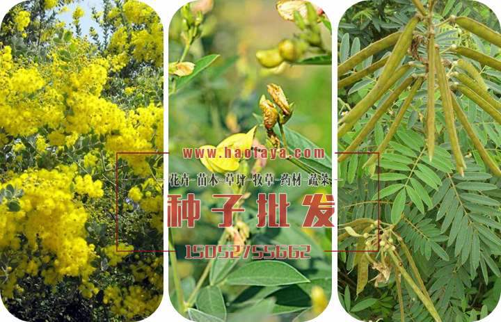 灌木種子混配配方：木豆35%，金合歡15%，山毛豆12%。