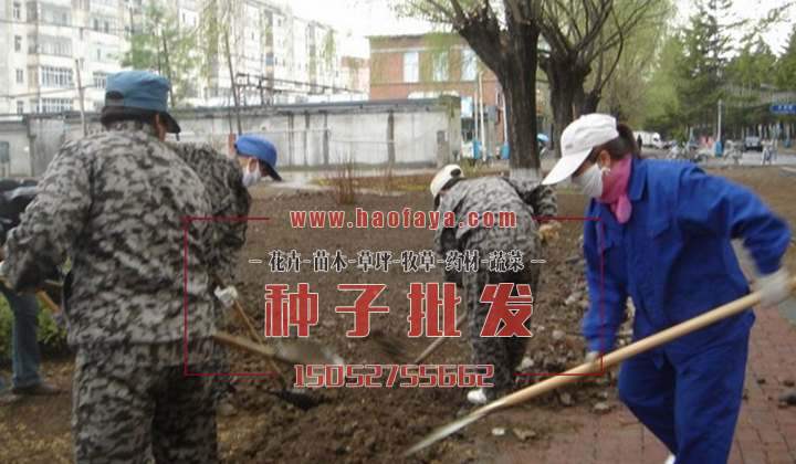 工人在奮力翻地平整池子，為下一步種植草坪做準備。 