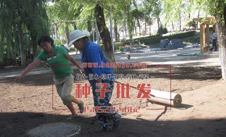 將剛播種完的草坪壓實