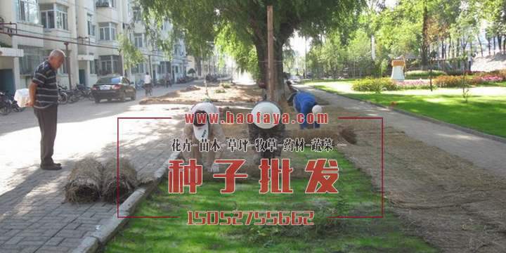 草坪發(fā)芽了，去掉遮蓋物