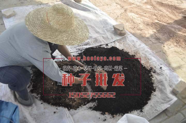 施土現(xiàn)場(chǎng)種子配比