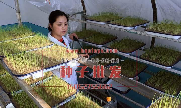 發(fā)芽率測(cè)試