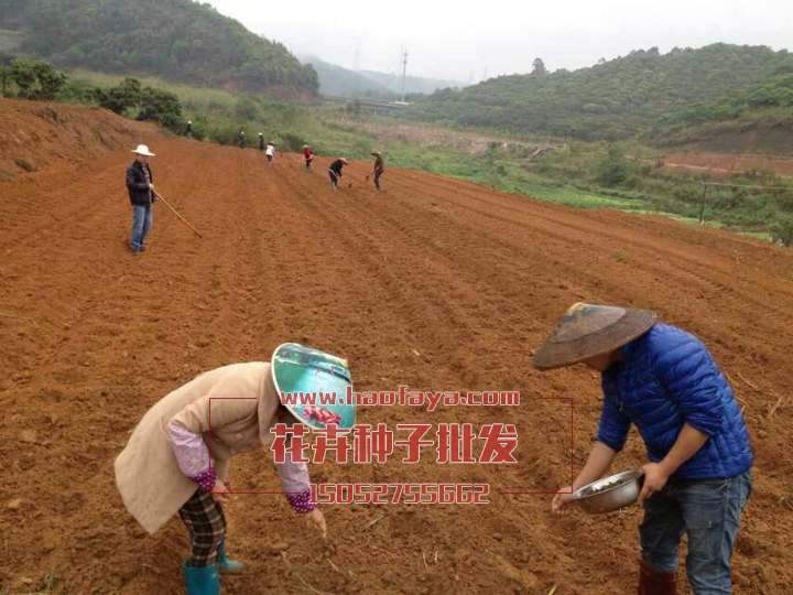 花卉種子露地直播