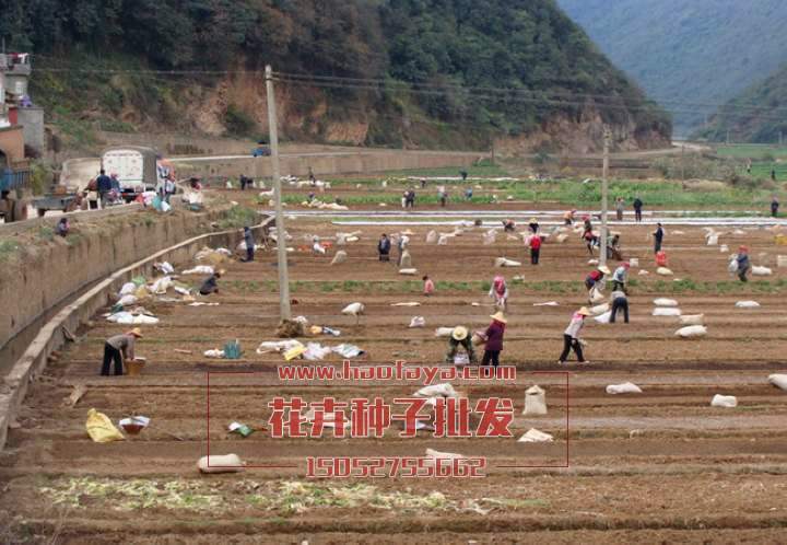 花?；ɑ芊N子播種方式