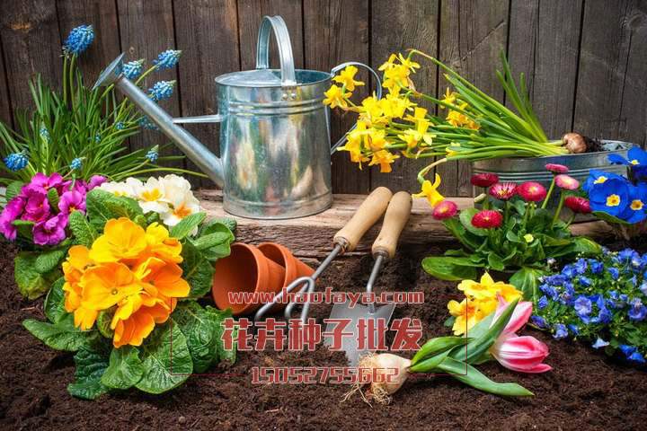 花海、景觀花卉播種養(yǎng)護