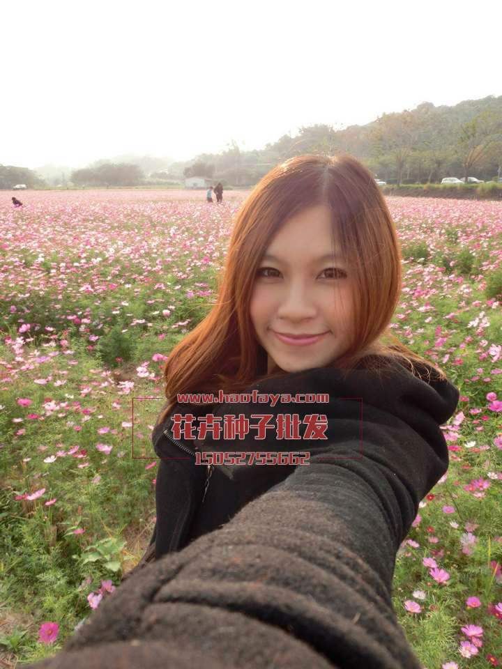 花卉花卉工程案例、解決方案