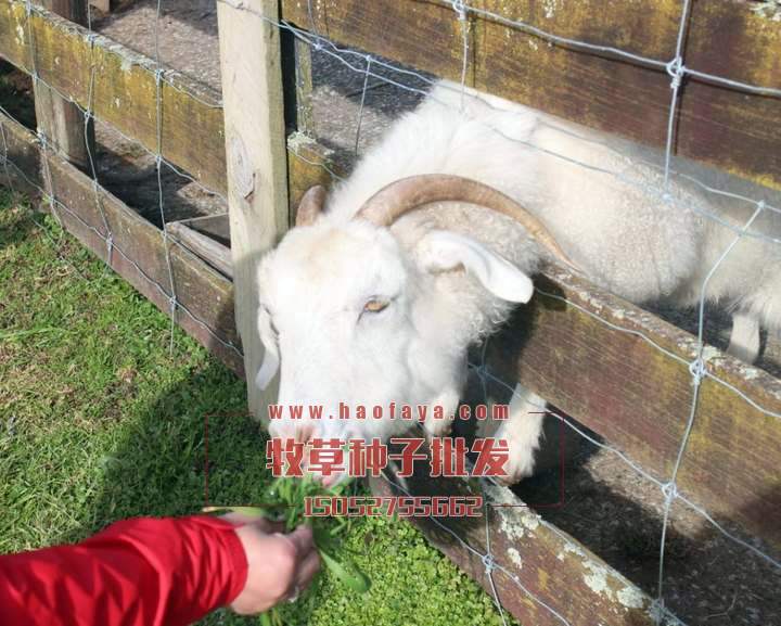 養(yǎng)馬牛羊牧草種子品種推薦:蘇丹草、甜象草、玉米草、苜蓿草、黑麥草、籽粒莧。