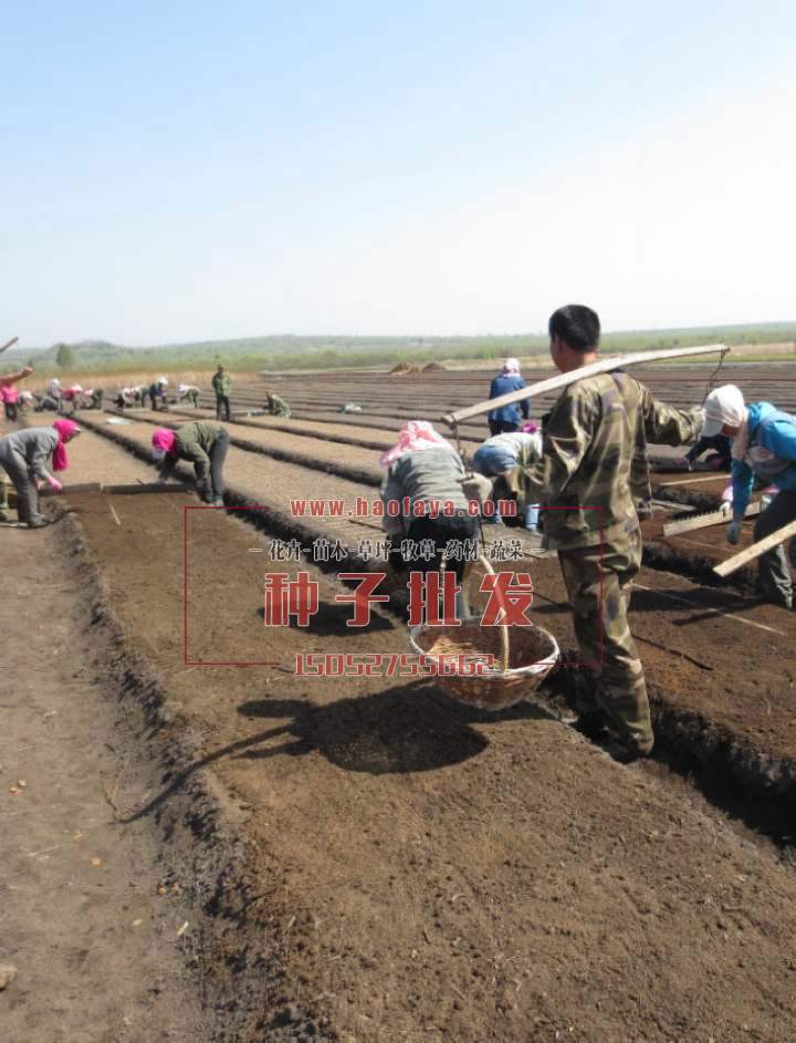 林木、苗木果樹(shù)種子育苗技術(shù)