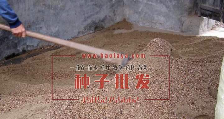 種子與沙子的比例是1比4