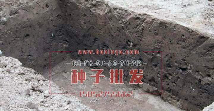 沙藏地點(diǎn)的選擇一定是不能水澇的地方