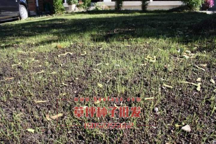 草坪種子播種2周后發(fā)芽了！