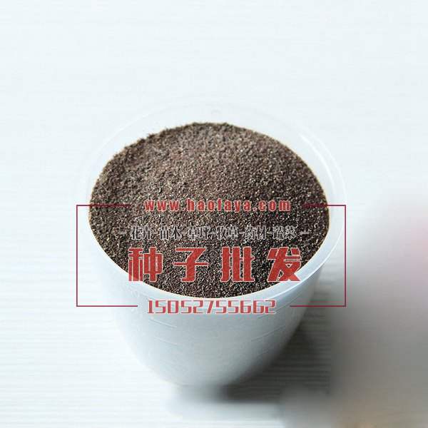 白花蛇舌草種子