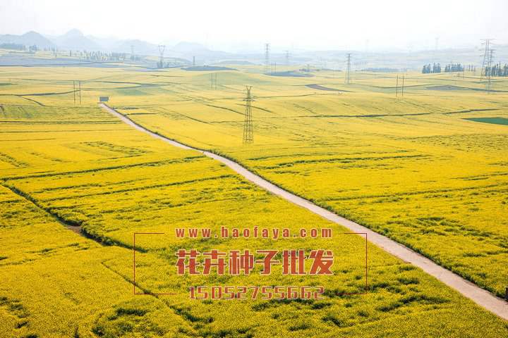 油菜花花海旅游