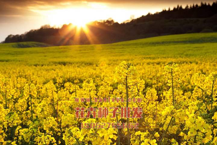 油菜花種子