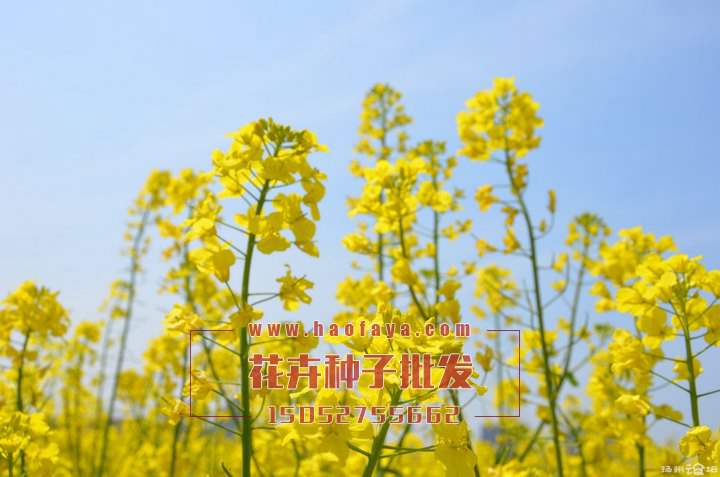 油菜花種子