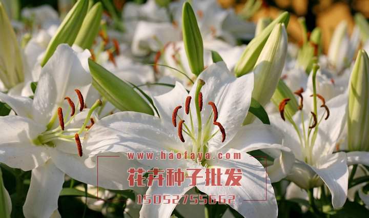 白色百合花種球