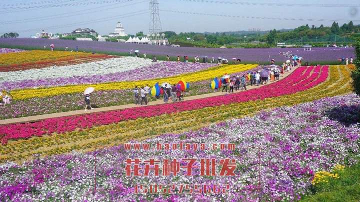 野花組合花海效果