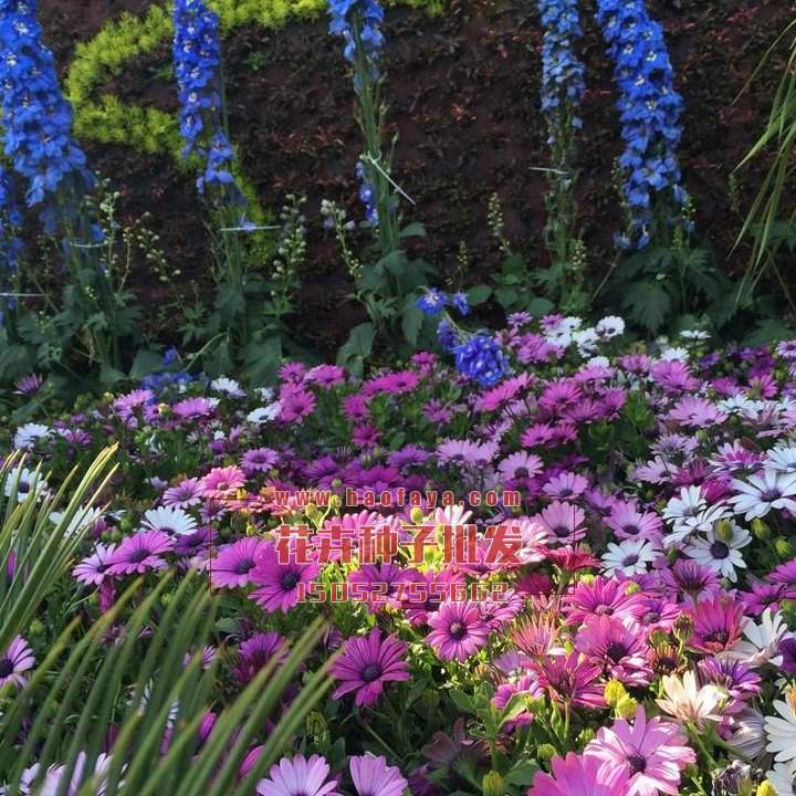 美麗的野花組合種子