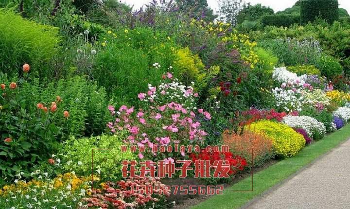 道路野花組合種子