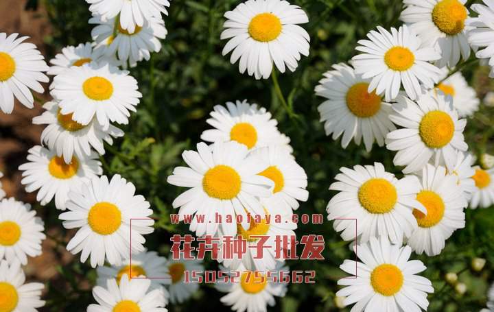 盛開(kāi)的雛菊花