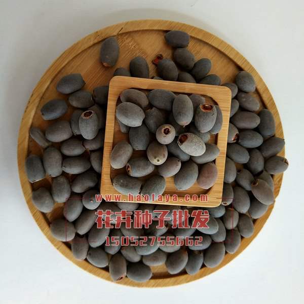 開口碗蓮種子