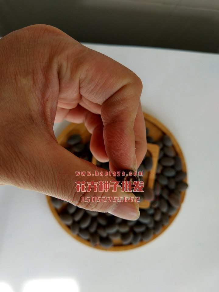 碗蓮種子