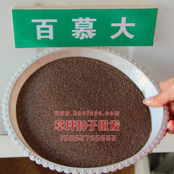 百慕大草坪種子