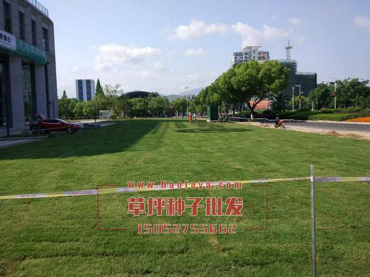 優(yōu)質(zhì)百慕大草坪種子