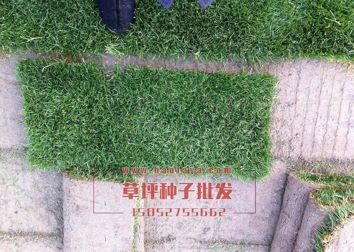 批發(fā)優(yōu)質(zhì)百慕大草坪種子