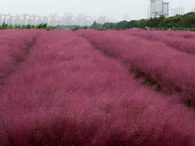 粉黛亂子草是多年生暖季型草本