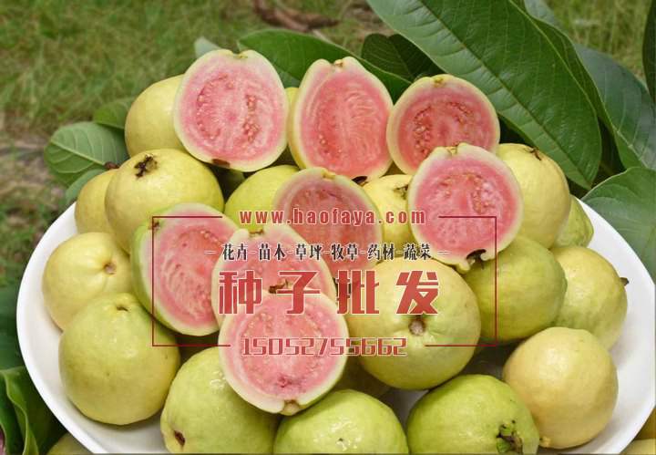 芭樂種子