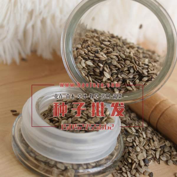 八角金盤種子