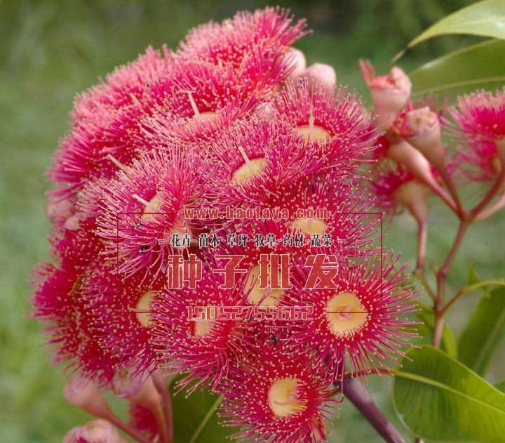 耐寒桉樹(shù)種子