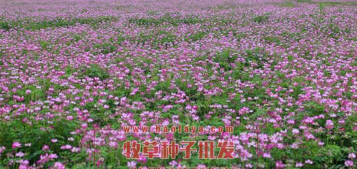 綠肥用光葉紫花苕種子