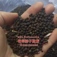 光葉紫花苕種子