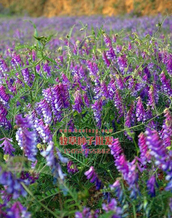 飼用毛苕子種子