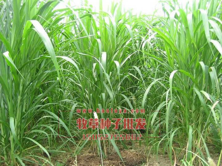 臺灣甜象草種子