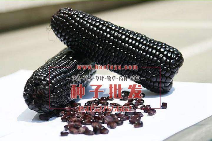 黑玉米種子