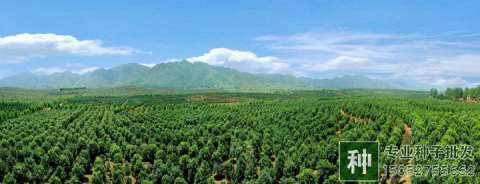 綠化苗木行業(yè)今年行情不錯(cuò)，艱難時(shí)刻過去了嗎