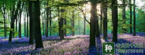 苗木行業(yè)轉(zhuǎn)型關(guān)鍵時(shí)期，壯大苗圃方法有哪些？