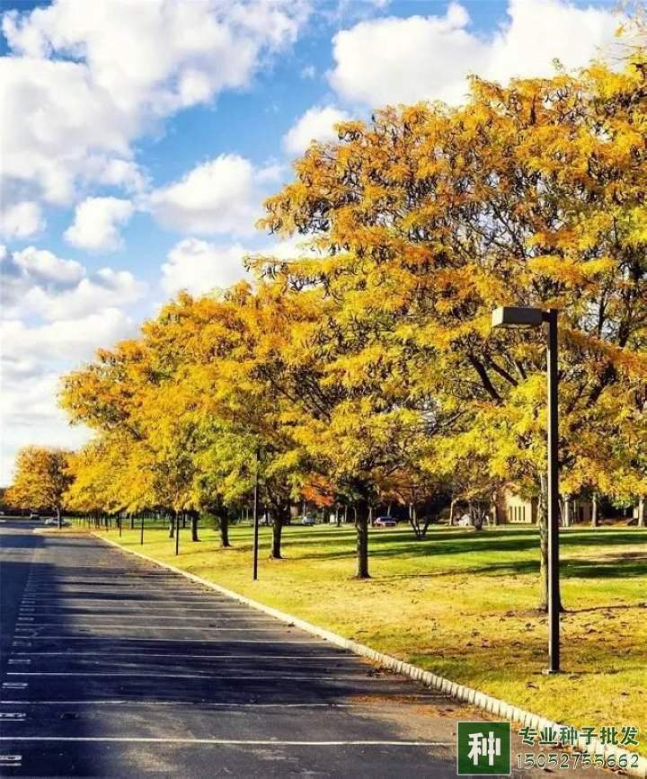 苗木行業(yè)轉(zhuǎn)型關(guān)鍵時(shí)期,壯大苗圃方法有哪些?