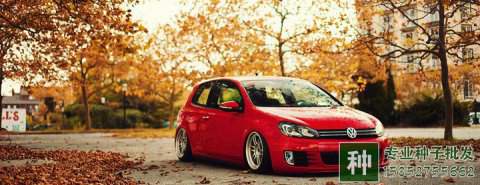 誠信缺失是苗木行業(yè)的最大問題